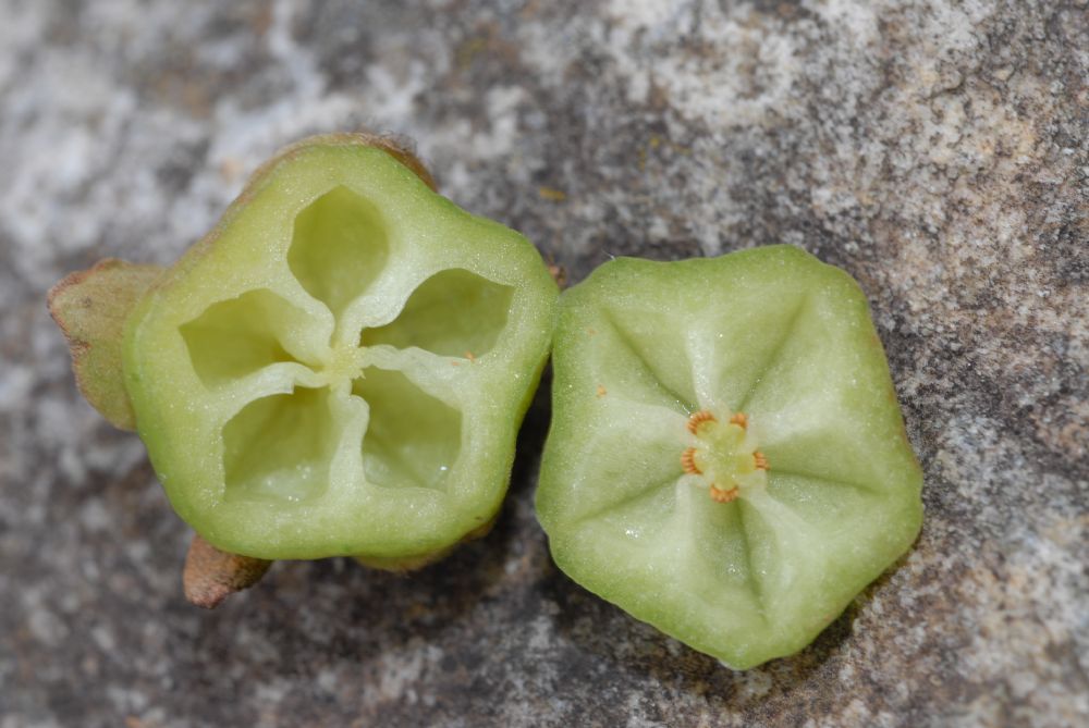 Actinidiaceae Saurauia 