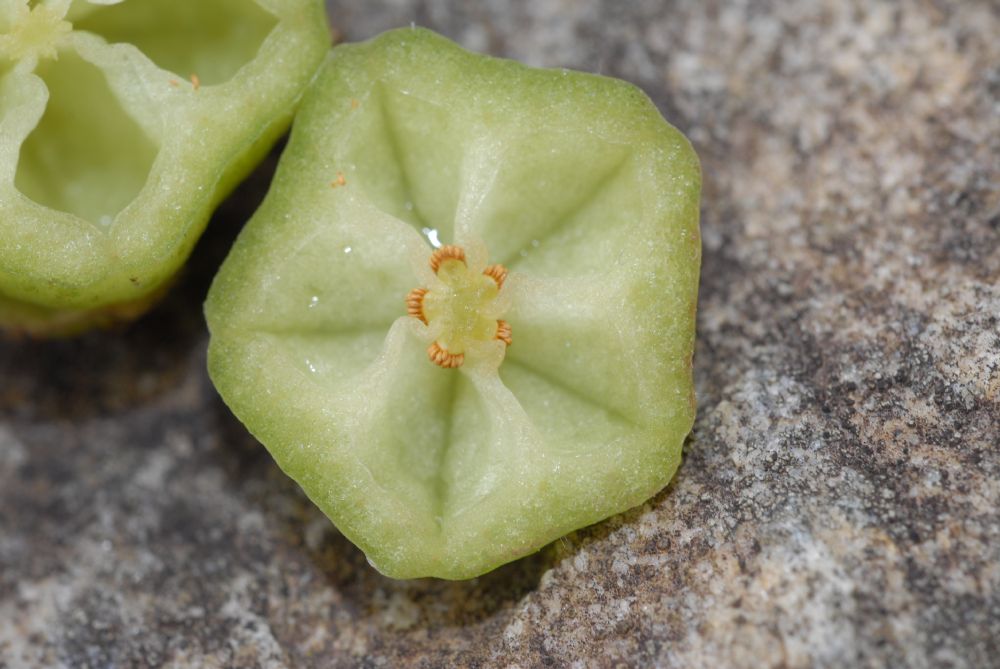 Actinidiaceae Saurauia 