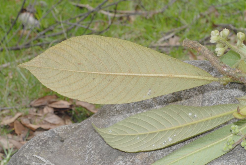 Actinidiaceae Saurauia 