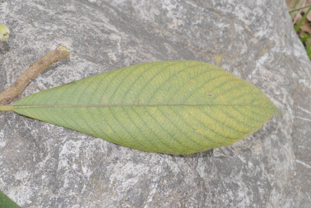Actinidiaceae Saurauia 