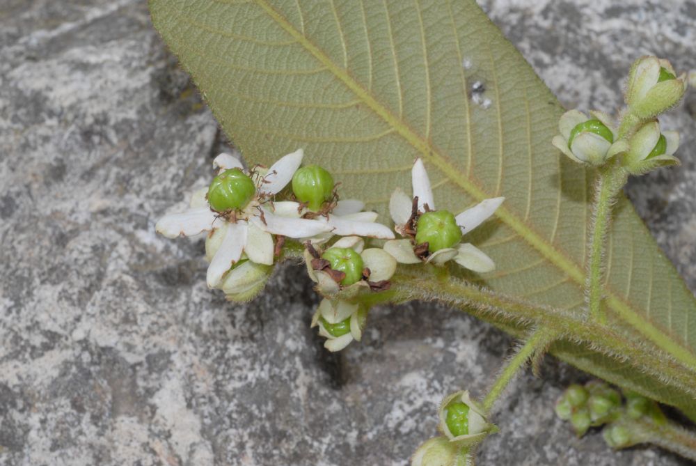 Actinidiaceae Saurauia 
