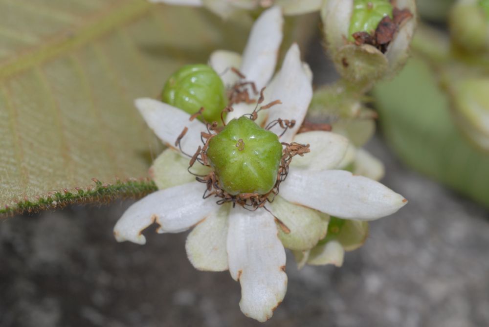 Actinidiaceae Saurauia 