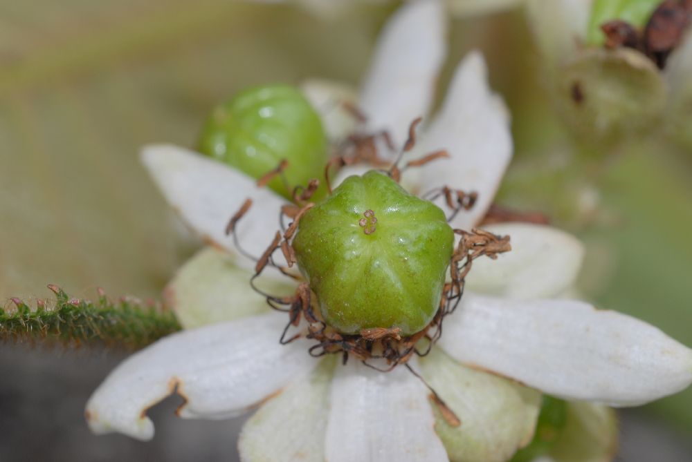 Actinidiaceae Saurauia 
