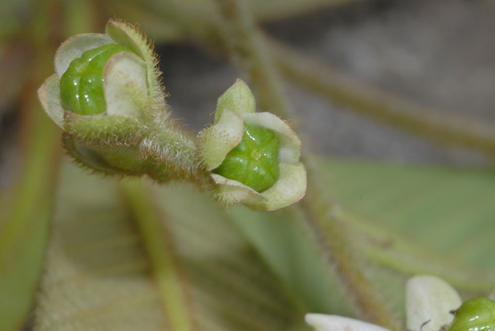Actinidiaceae Saurauia 