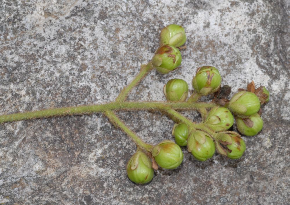 Actinidiaceae Saurauia 