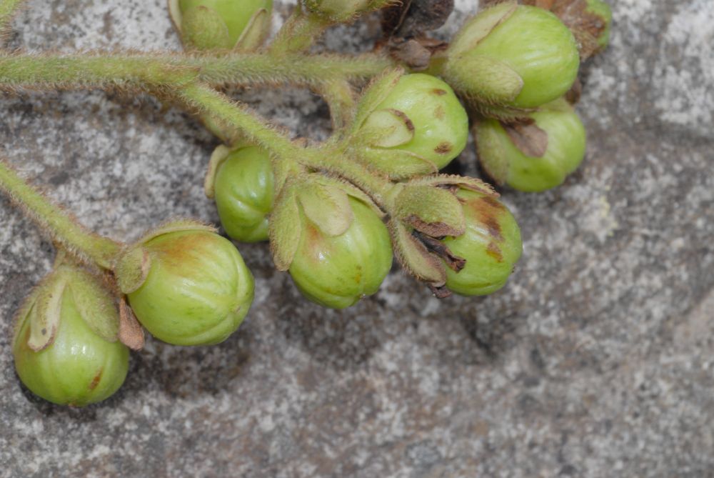 Actinidiaceae Saurauia 