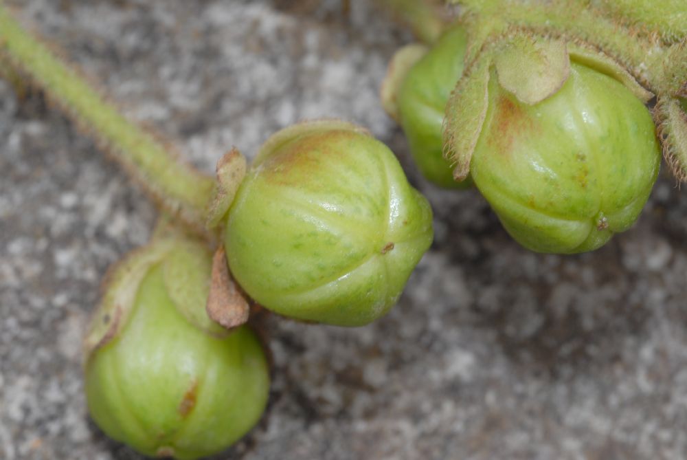 Actinidiaceae Saurauia 
