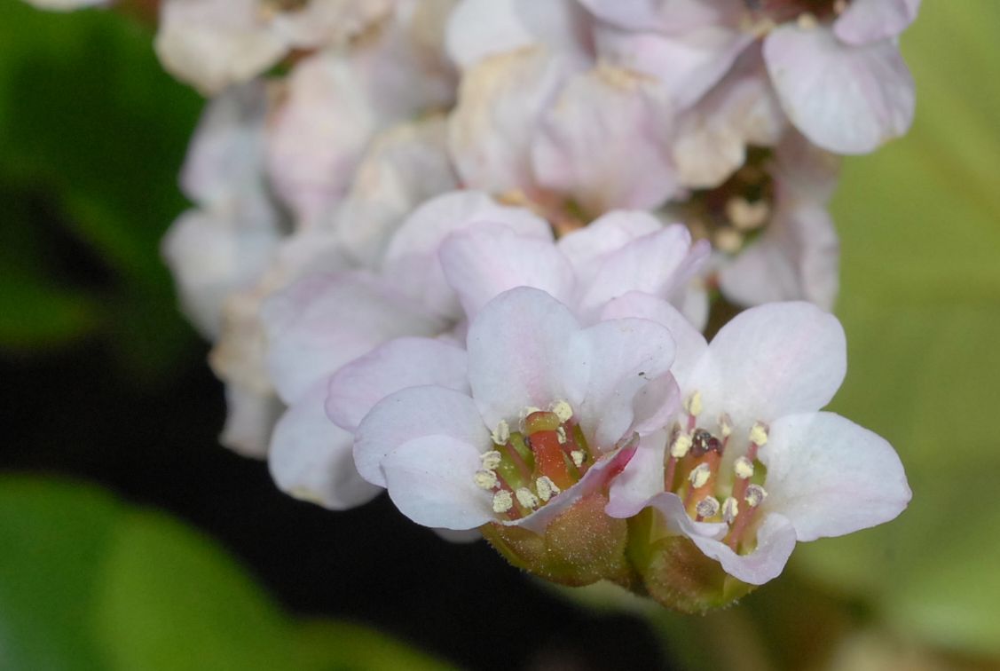 Saxifragaceae Bergenia 
