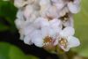 image of Bergenia 