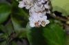 image of Bergenia 