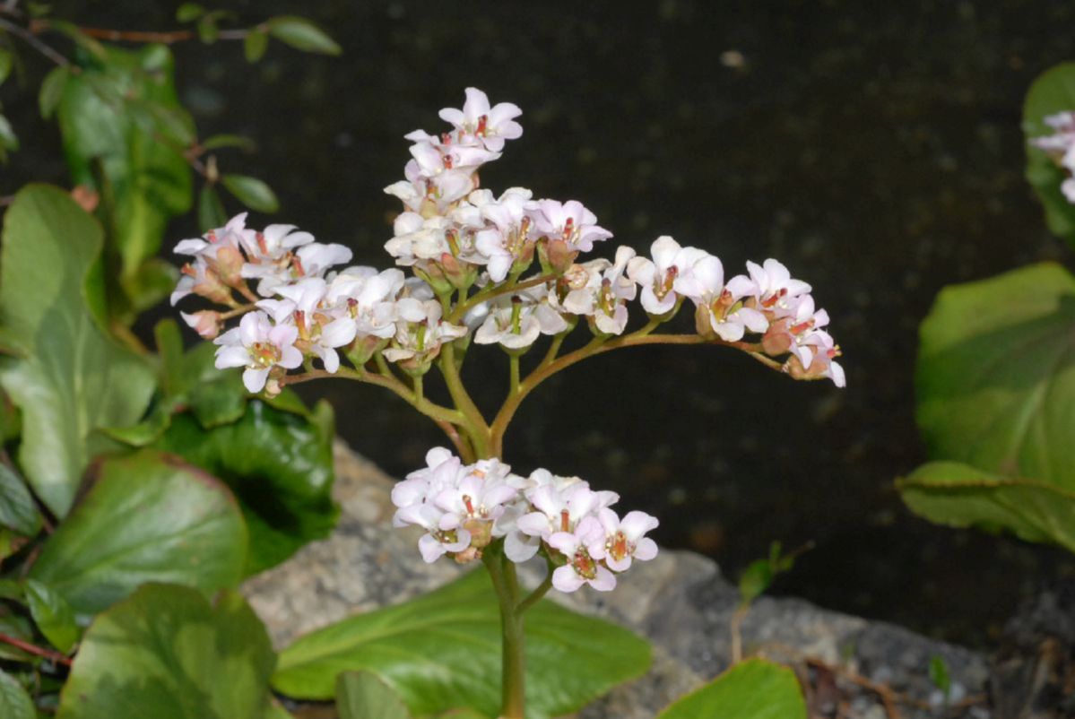 Saxifragaceae Bergenia 