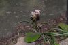 image of Bergenia ciliata