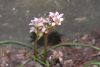image of Bergenia ciliata