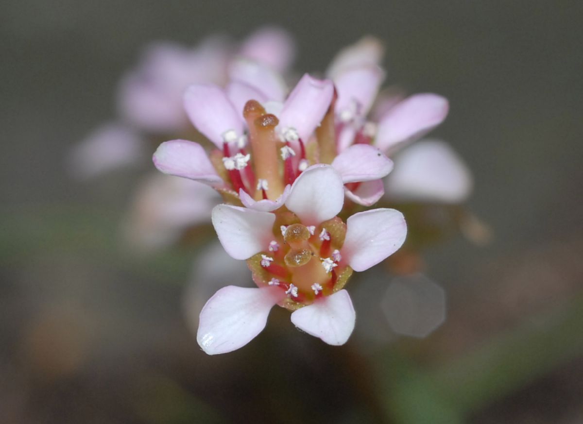 Saxifragaceae Bergenia ciliata