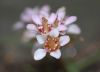 image of Bergenia ciliata
