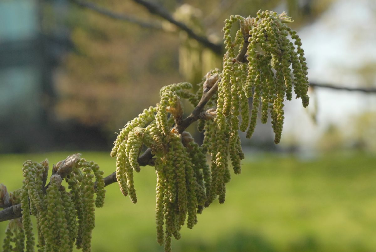 Fagaceae Quercus acutisssima
