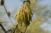 image of Quercus acutisssima