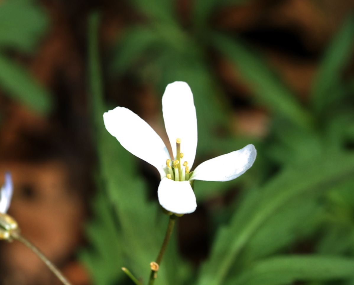 Brassicaceae Cardamine concatenata