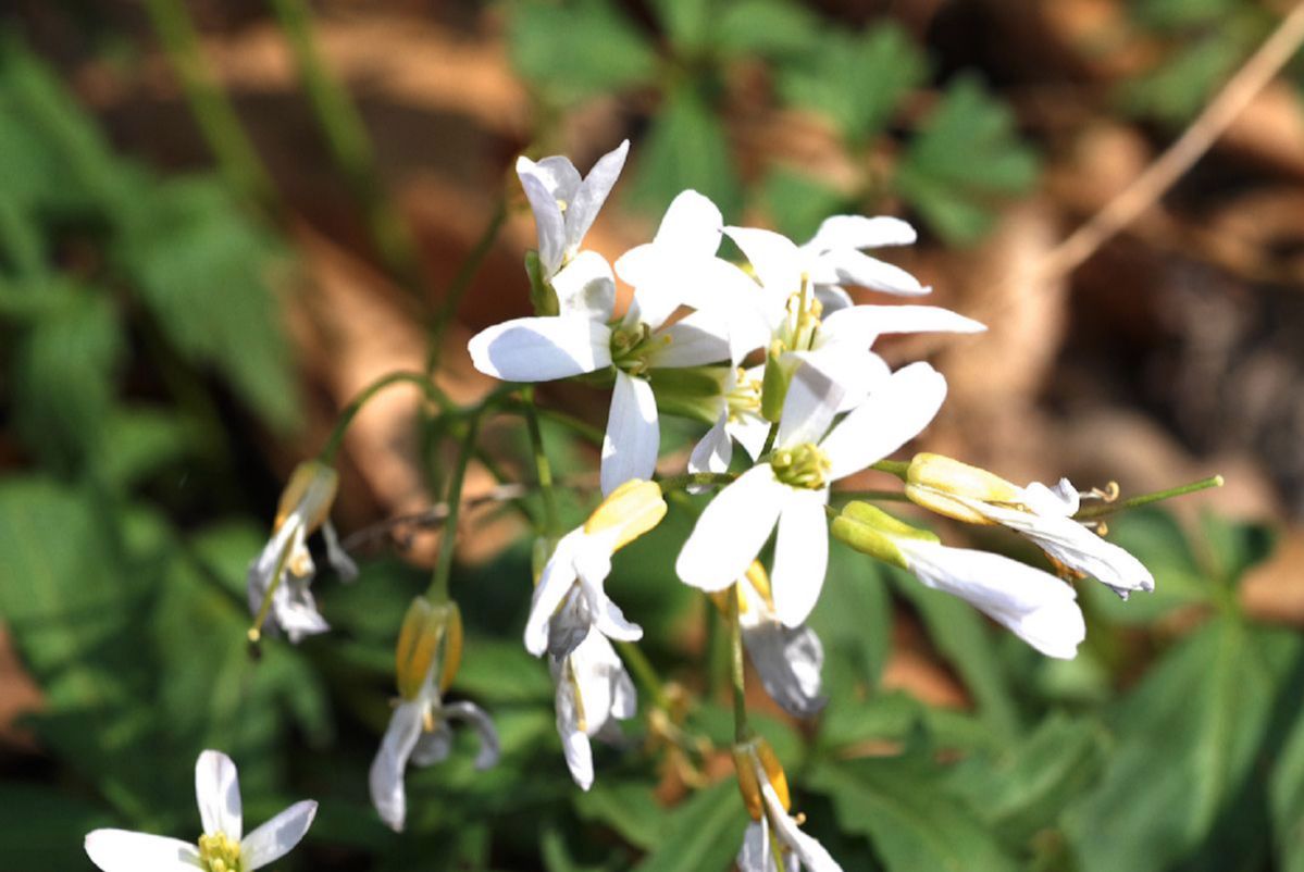 Brassicaceae Cardamine concatenata