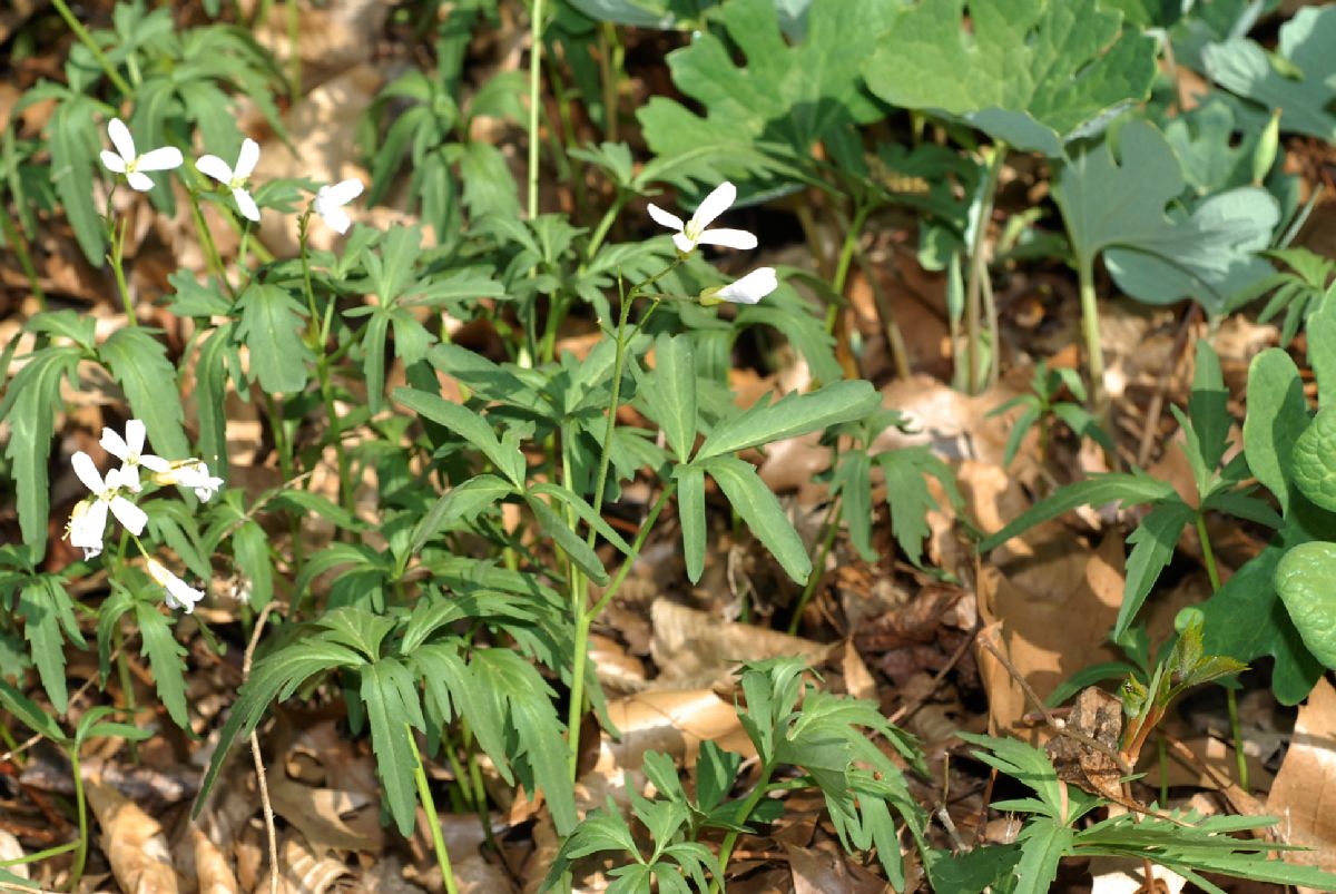 Brassicaceae Cardamine concatenata