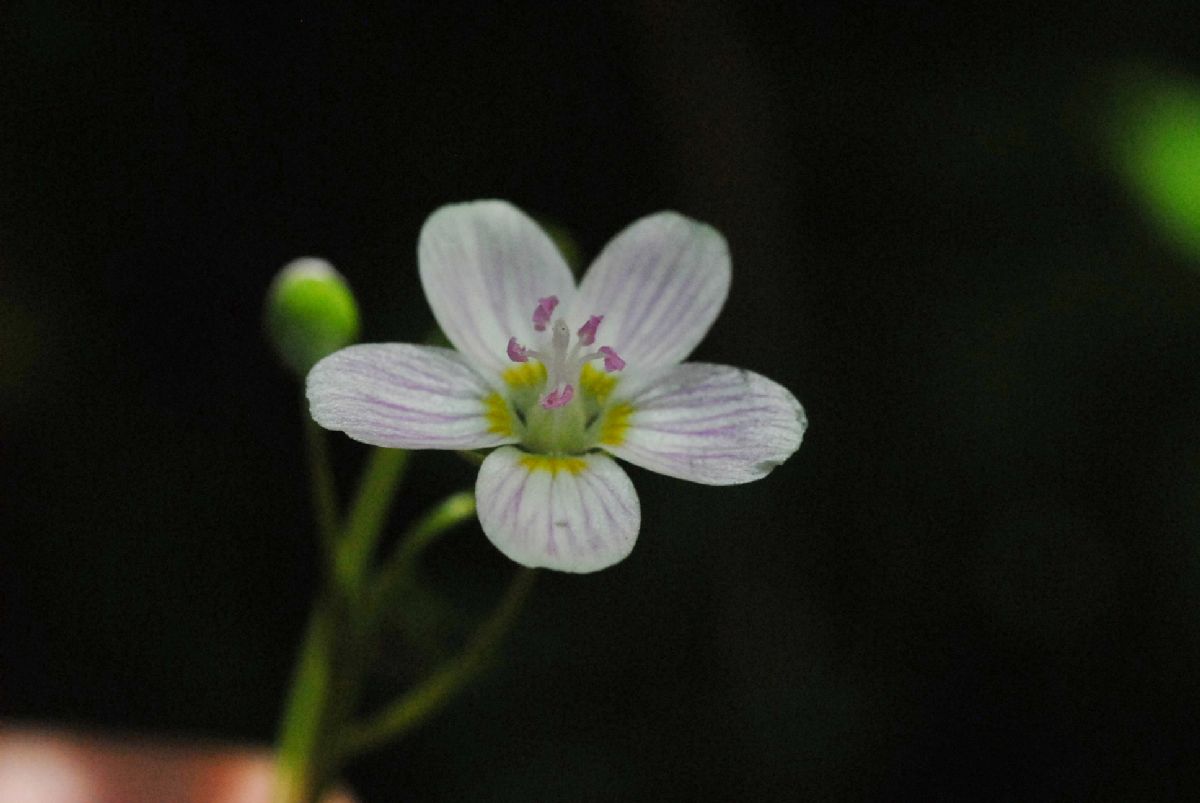 Montiaceae Claytonia virginica
