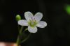 image of Claytonia virginica