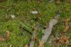 image of Claytonia virginica