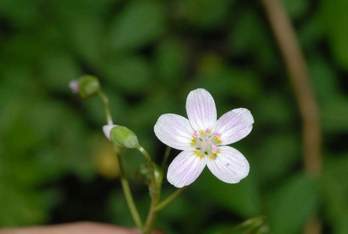 Montiaceae Claytonia virginica
