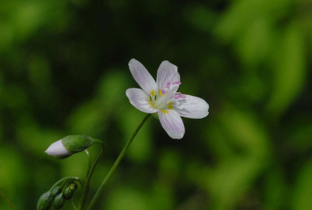 Montiaceae Claytonia virginica