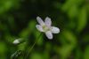 image of Claytonia virginica