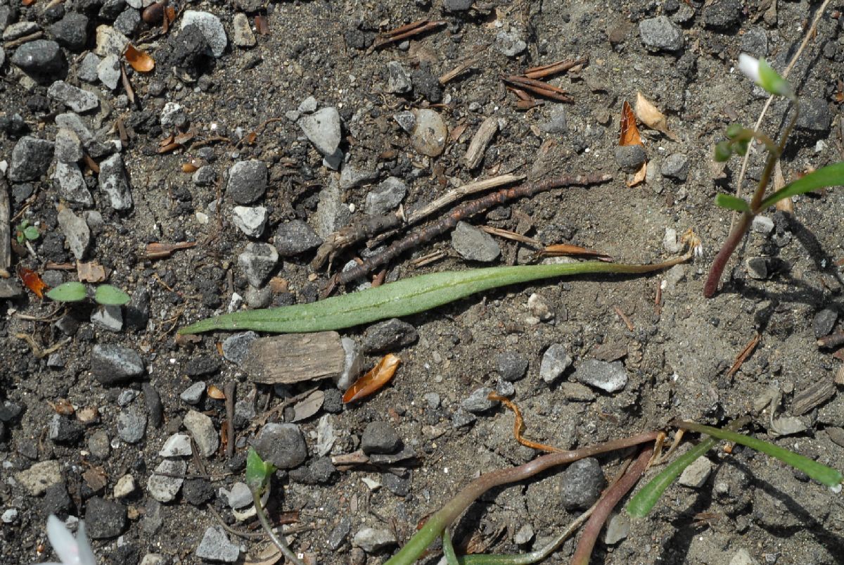 Montiaceae Claytonia virginica