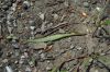 image of Claytonia virginica