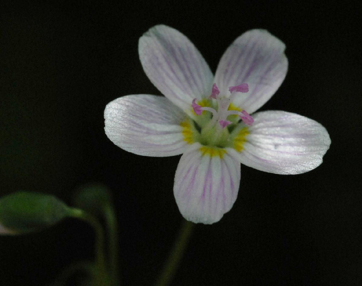 Montiaceae Claytonia virginica