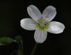 image of Claytonia virginica