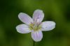 image of Claytonia virginica