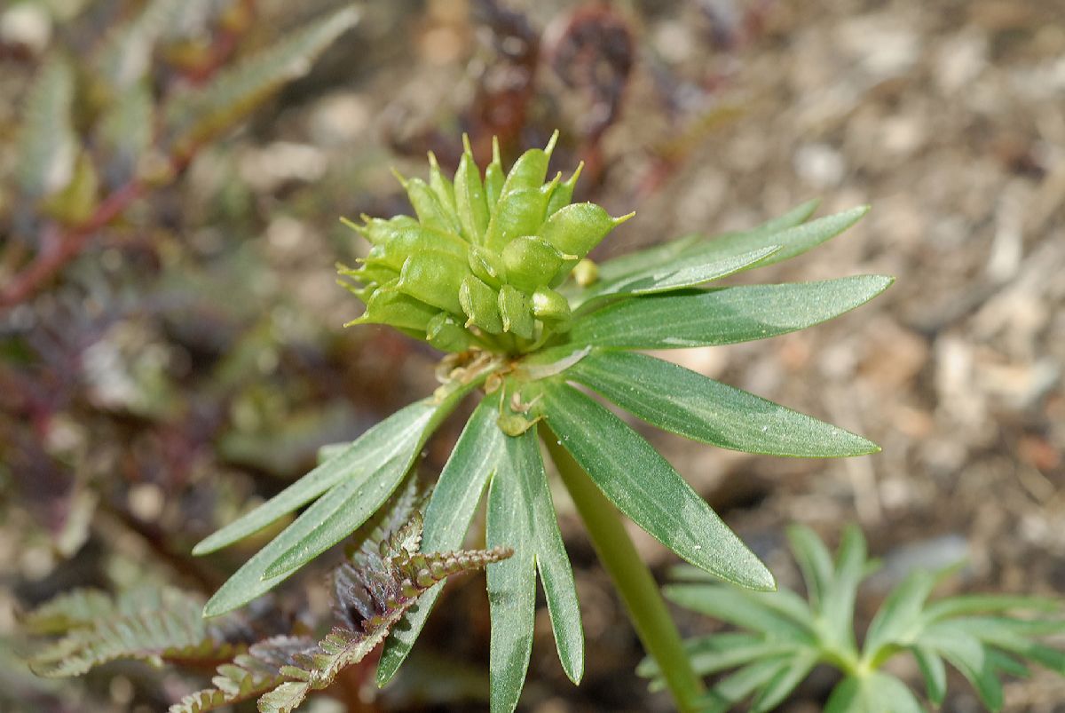 Berberidaceae Diphylleia sinensis