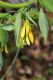image of Uvularia grandiflora