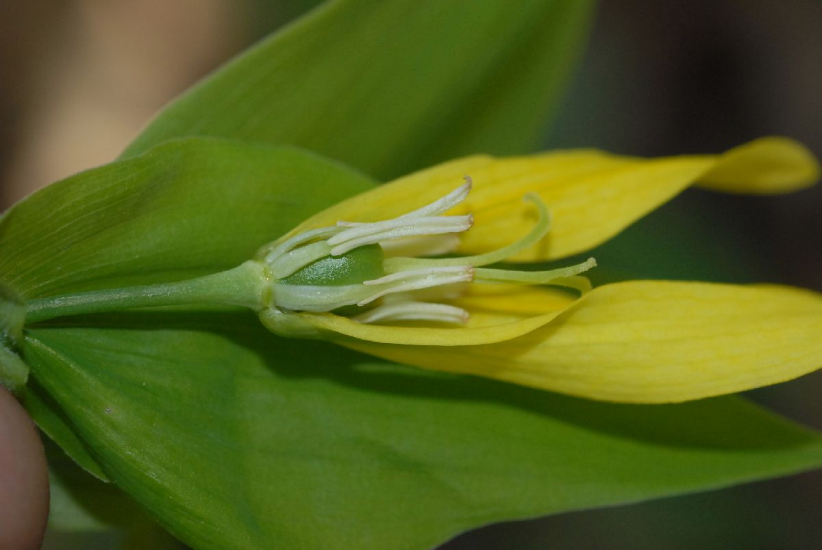 Colchicaceae Uvularia grandiflora