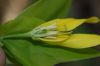 image of Uvularia grandiflora