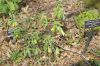 image of Uvularia grandiflora