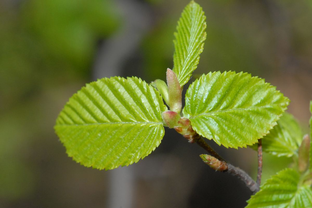 Betulaceae Ostrya virginiana