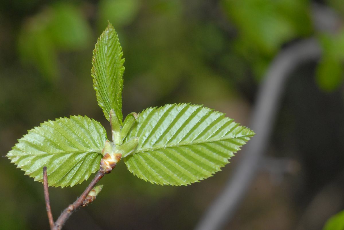 Betulaceae Ostrya virginiana