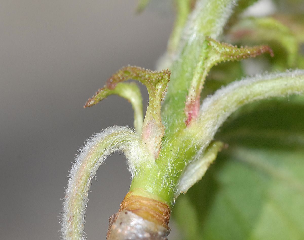 Rosaceae Amelanchier 