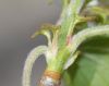 image of Amelanchier 
