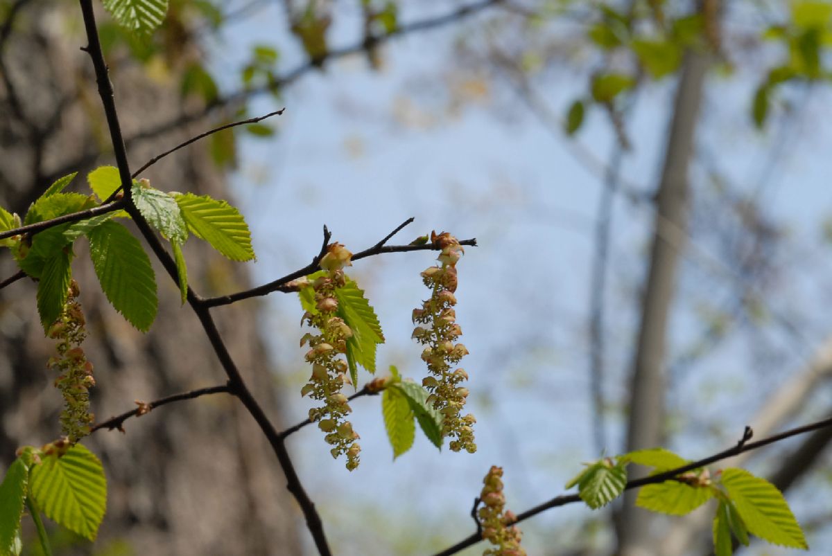 Betulaceae Ostrya virginiana