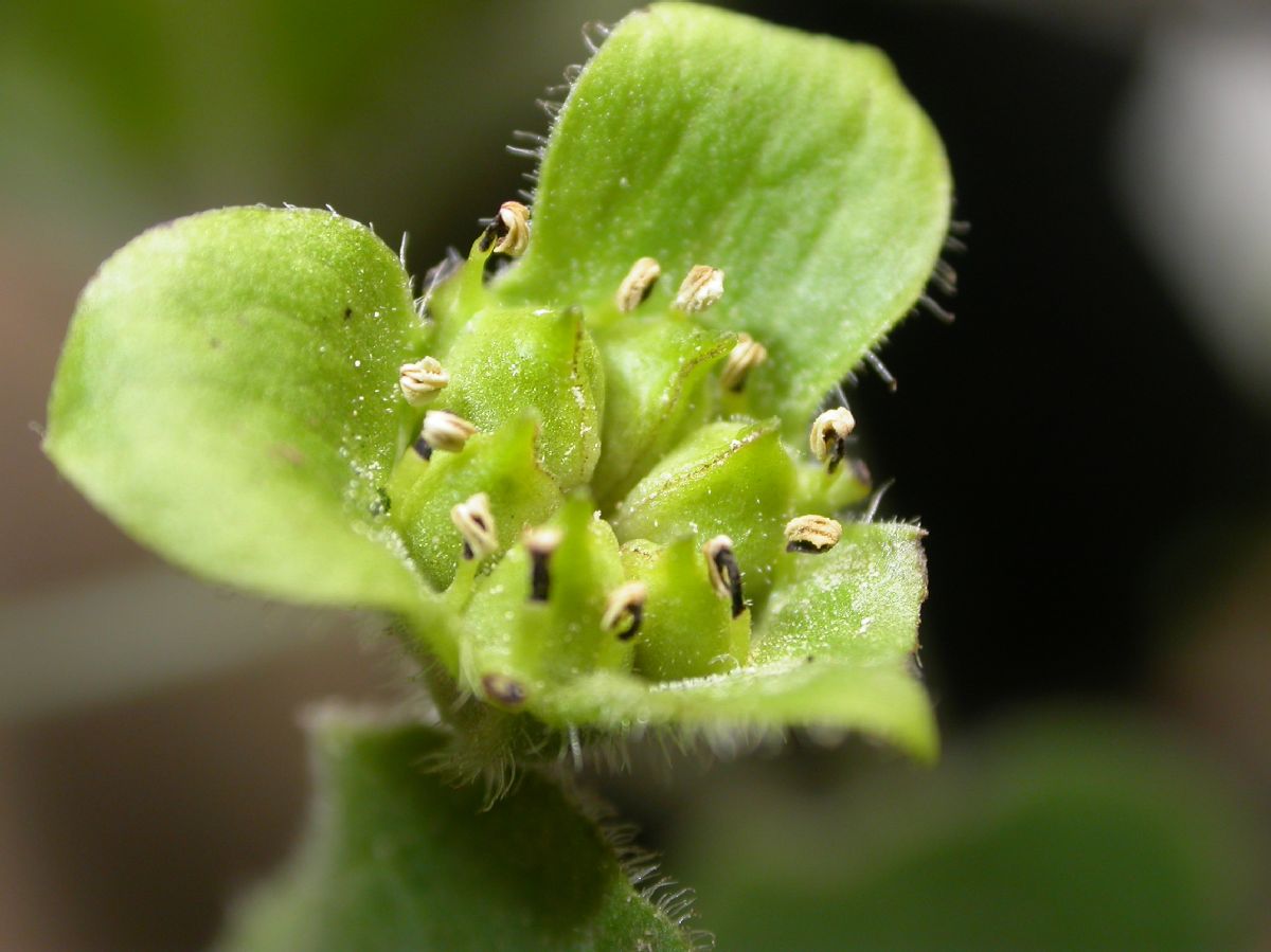 Aristolochiaceae Saruma henryi