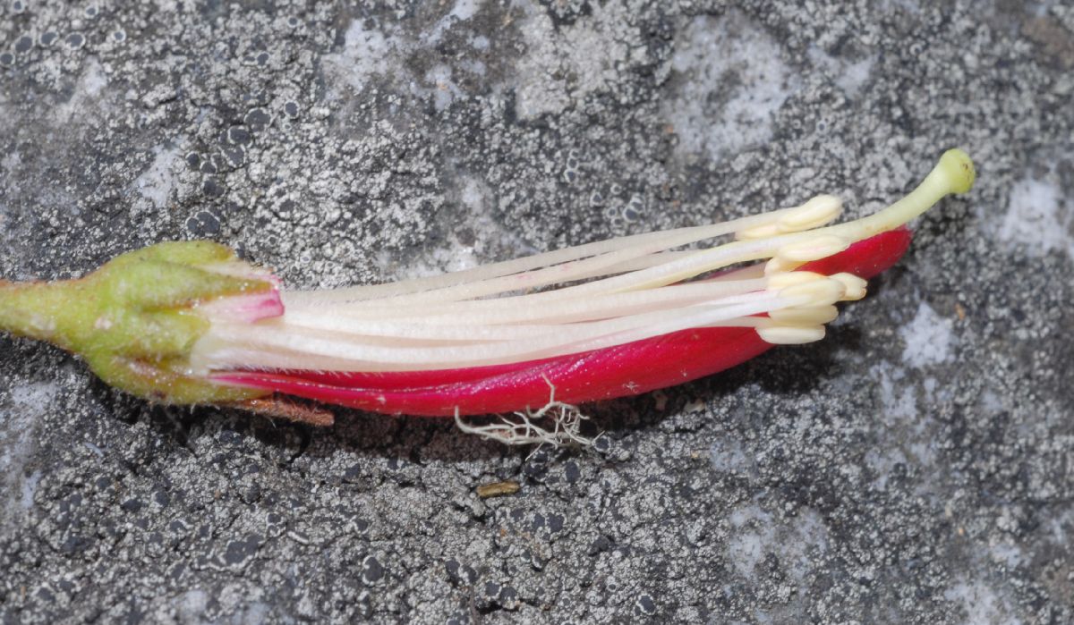 Ericaceae Befaria resinosa
