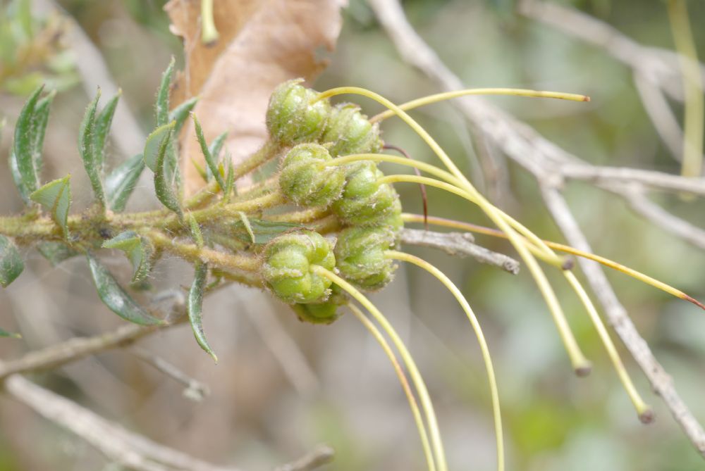 Ericaceae Befaria resinosa