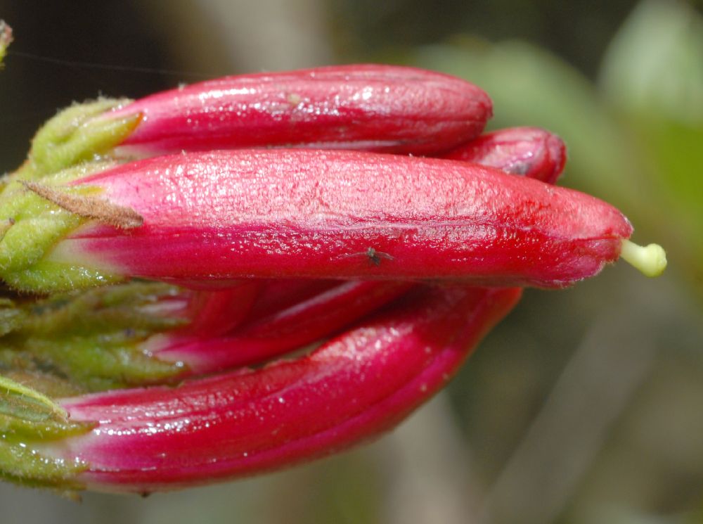 Ericaceae Befaria resinosa