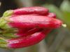 image of Befaria resinosa